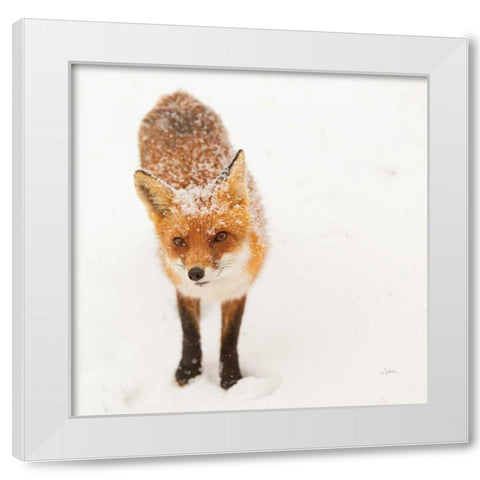 Red Fox I White Modern Wood Framed Art Print by Aledanda
