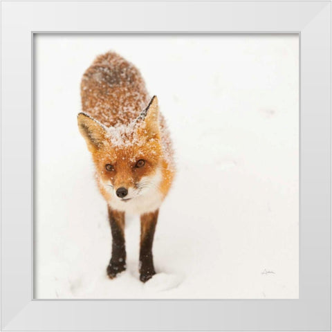 Red Fox I White Modern Wood Framed Art Print by Aledanda