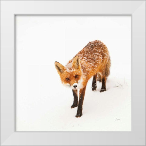 Red Fox II White Modern Wood Framed Art Print by Aledanda