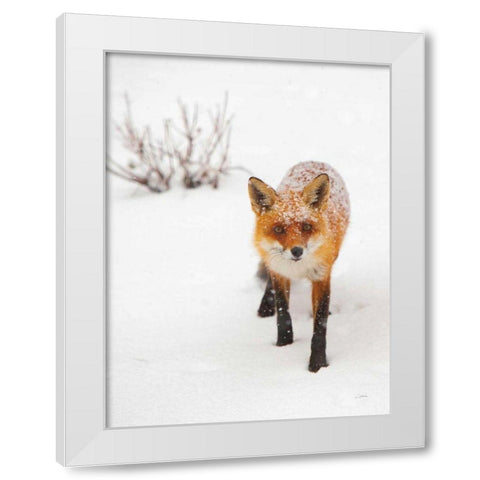 Red Fox III White Modern Wood Framed Art Print by Aledanda