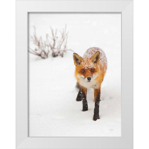 Red Fox III White Modern Wood Framed Art Print by Aledanda