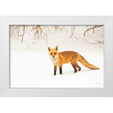 Red Fox IV White Modern Wood Framed Art Print by Aledanda
