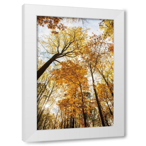 Towering Trees II White Modern Wood Framed Art Print by Aledanda