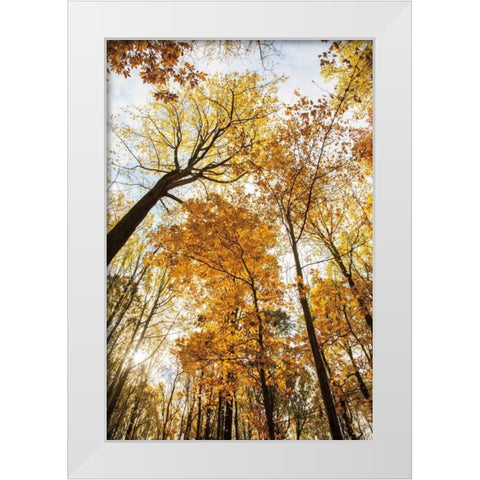 Towering Trees II White Modern Wood Framed Art Print by Aledanda