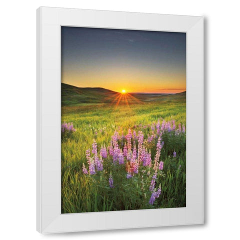 Prairie Sunrise White Modern Wood Framed Art Print by Majchrowicz, Alan