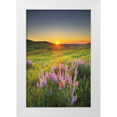 Prairie Sunrise White Modern Wood Framed Art Print by Majchrowicz, Alan
