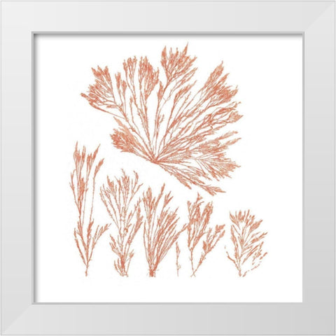 Pacific Sea Mosses XXI Red Sq White Modern Wood Framed Art Print by Wild Apple Portfolio