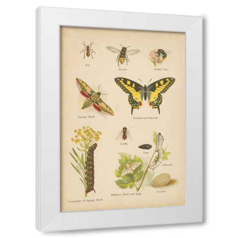 Natural History Book VI White Modern Wood Framed Art Print by Wild Apple Portfolio