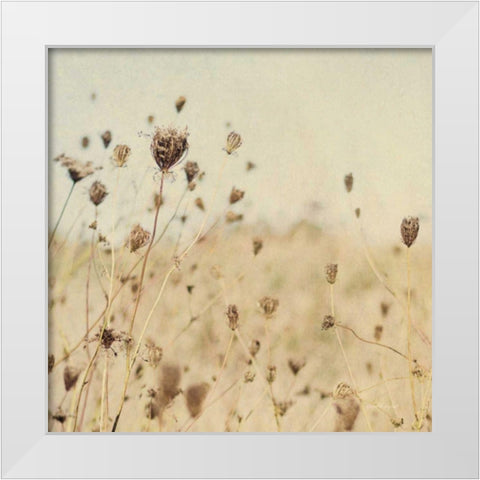 Falling Queen Annes Lace II Crop Sepia White Modern Wood Framed Art Print by Urquhart, Elizabeth