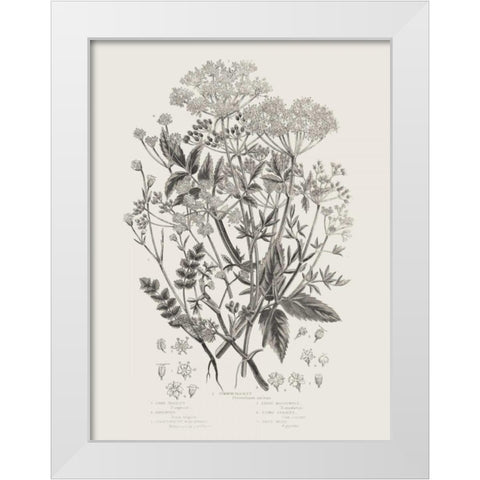Flowering Plants I Neutral White Modern Wood Framed Art Print by Wild Apple Portfolio