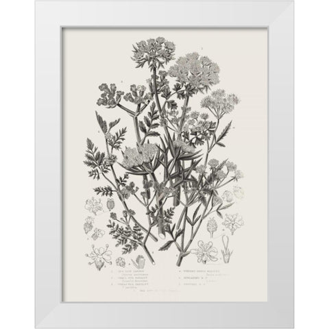 Flowering Plants IV Neutral White Modern Wood Framed Art Print by Wild Apple Portfolio