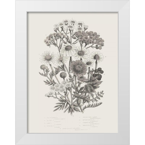 Flowering Plants V Neutral White Modern Wood Framed Art Print by Wild Apple Portfolio