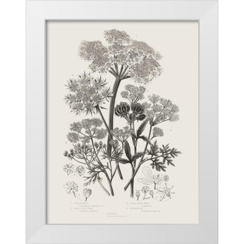 Flowering Plants VI Neutral White Modern Wood Framed Art Print by Wild Apple Portfolio