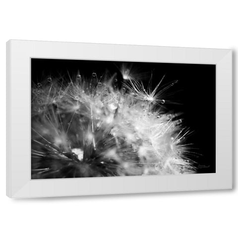 Dandelion Dewdrops I White Modern Wood Framed Art Print by Marshall, Laura