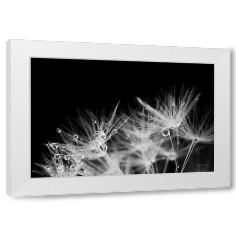 Dandelion Dewdrops II White Modern Wood Framed Art Print by Marshall, Laura