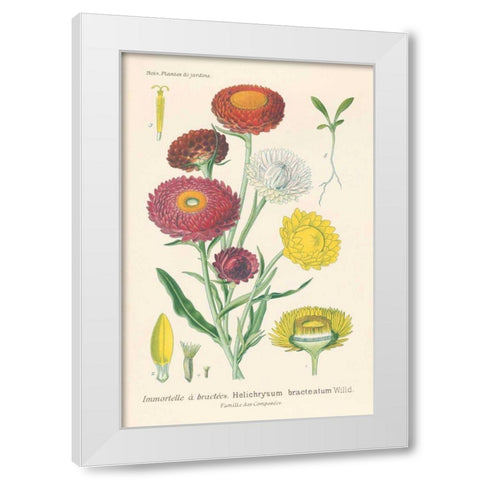 Antique Botanical XL Light White Modern Wood Framed Art Print by Wild Apple Portfolio
