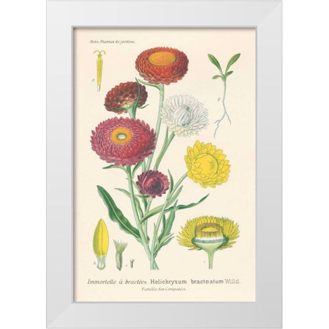 Antique Botanical XL Light White Modern Wood Framed Art Print by Wild Apple Portfolio