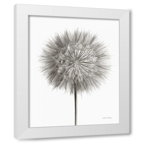 Dandelion Fluff on White White Modern Wood Framed Art Print by Van Swearingen, Debra