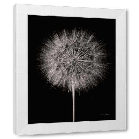 Dandelion Fluff on Black White Modern Wood Framed Art Print by Van Swearingen, Debra