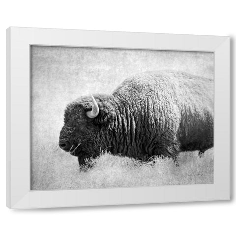 Buffalo II BW White Modern Wood Framed Art Print by Van Swearingen, Debra