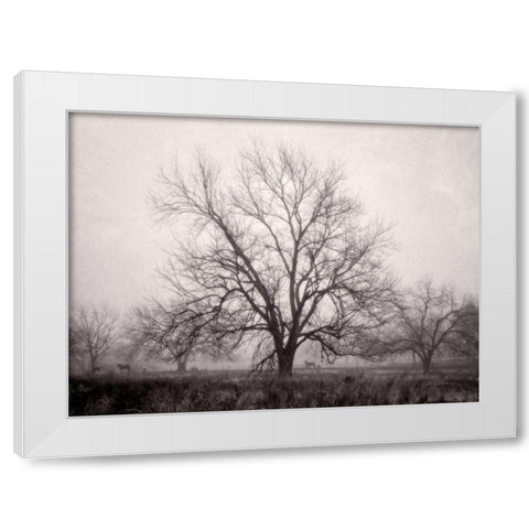 Morning Calm I BW White Modern Wood Framed Art Print by Van Swearingen, Debra