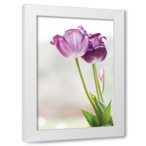 Tulip Time II White Modern Wood Framed Art Print by Aledanda