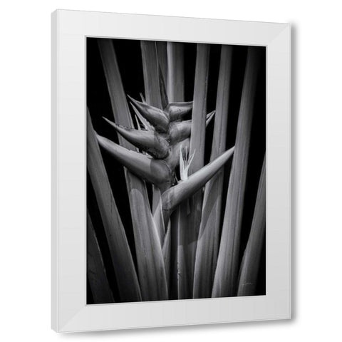 Tropical I White Modern Wood Framed Art Print by Aledanda