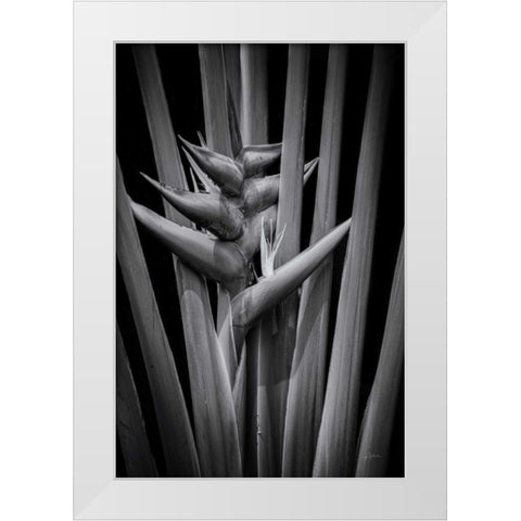 Tropical I White Modern Wood Framed Art Print by Aledanda