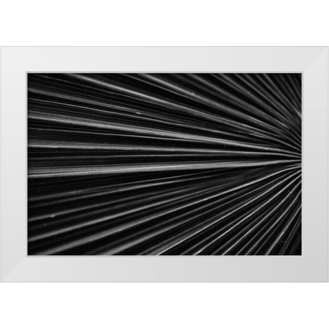 Tropical IV White Modern Wood Framed Art Print by Aledanda