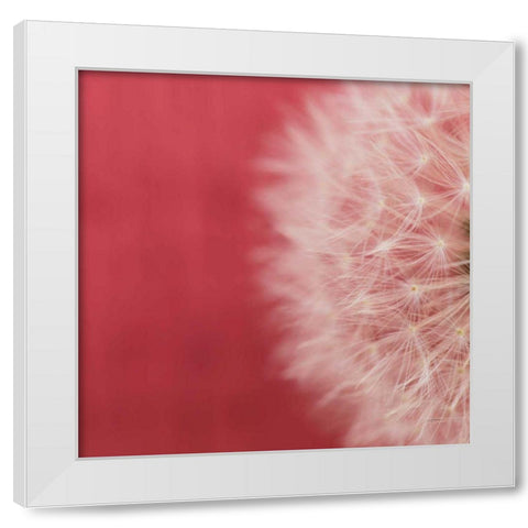 Dandelion on Red II White Modern Wood Framed Art Print by Aledanda