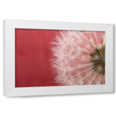 Dandelion on Red III White Modern Wood Framed Art Print by Aledanda