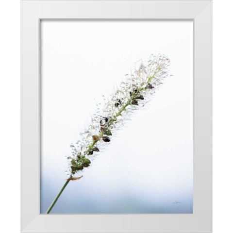 Seeds and Water I White Modern Wood Framed Art Print by Aledanda