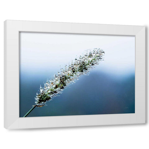 Seeds and Water III White Modern Wood Framed Art Print by Aledanda