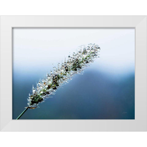 Seeds and Water III White Modern Wood Framed Art Print by Aledanda