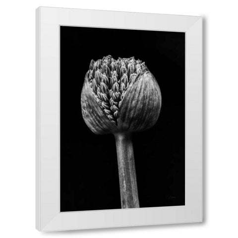 Allium I White Modern Wood Framed Art Print by Aledanda