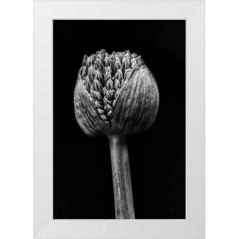 Allium I White Modern Wood Framed Art Print by Aledanda