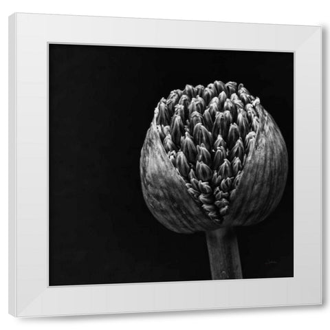 Allium II White Modern Wood Framed Art Print by Aledanda