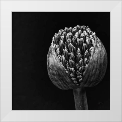 Allium II White Modern Wood Framed Art Print by Aledanda