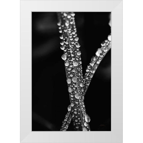 Water Droplets White Modern Wood Framed Art Print by Aledanda