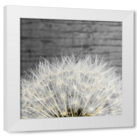 Delicate Dandelion White Modern Wood Framed Art Print by Aledanda
