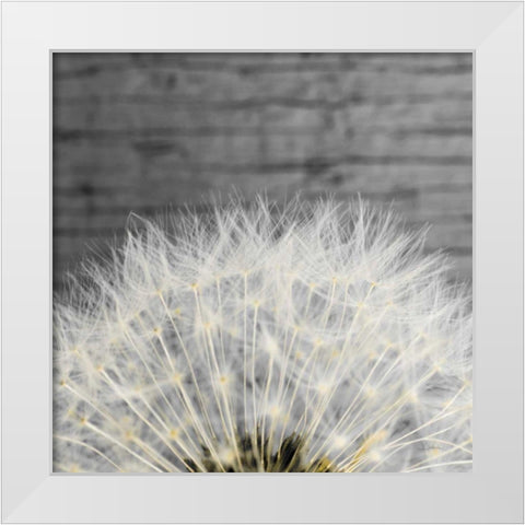 Delicate Dandelion White Modern Wood Framed Art Print by Aledanda