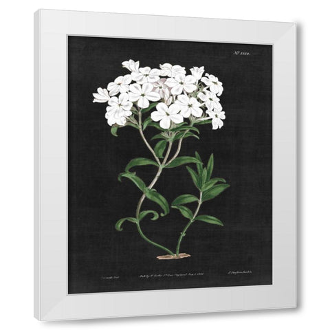 White Botanical on Black Chart VI White Modern Wood Framed Art Print by Wild Apple Portfolio