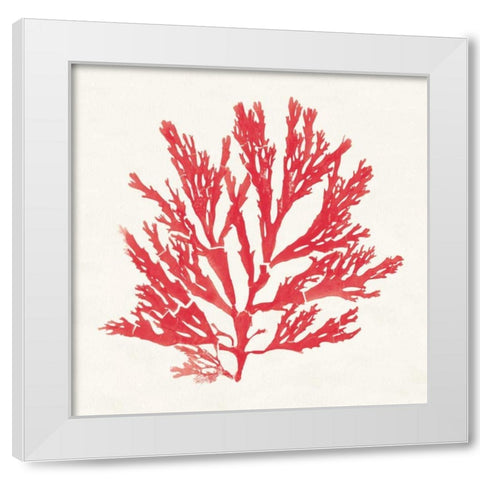 Pacific Sea Mosses I Red White Modern Wood Framed Art Print by Wild Apple Portfolio