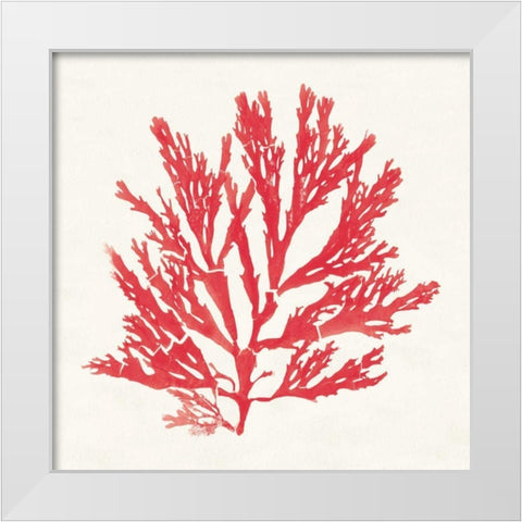Pacific Sea Mosses I Red White Modern Wood Framed Art Print by Wild Apple Portfolio
