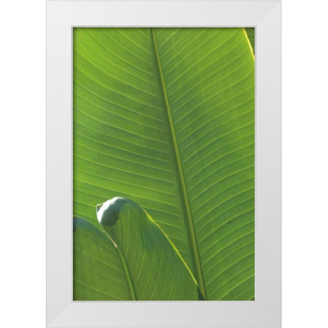 Palm Detail III White Modern Wood Framed Art Print by Wild Apple Portfolio