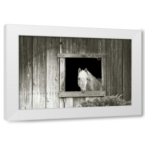 Welcome Mare White Modern Wood Framed Art Print by Goldstein, Ed