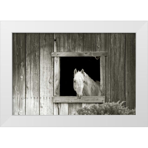 Welcome Mare White Modern Wood Framed Art Print by Goldstein, Ed