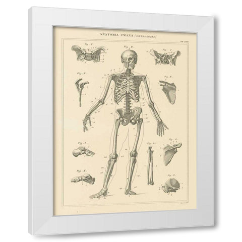 Skeleton Chart White Modern Wood Framed Art Print by Wild Apple Portfolio