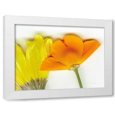 Flower Friends White Modern Wood Framed Art Print by Goldstein, Ed