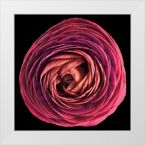Floral Majesty I White Modern Wood Framed Art Print by Eichman, Andre